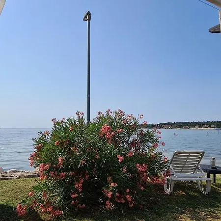 Ruzica Dajla